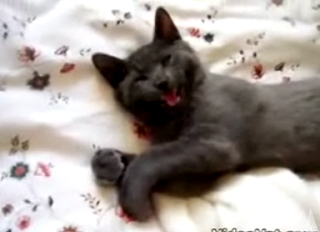 Talking Cat Wants A Word With You